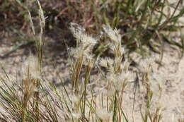 Image of Andropogon selloanus (Hack.) Hack.