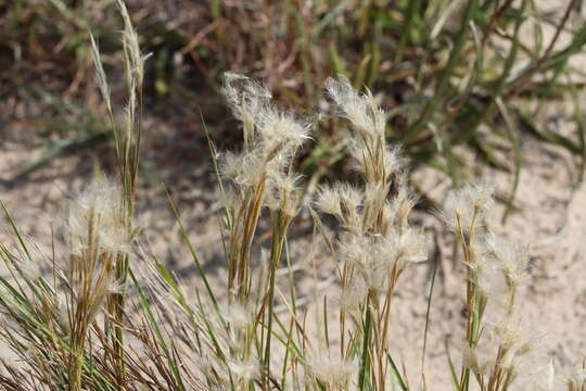 Plancia ëd Andropogon selloanus (Hack.) Hack.