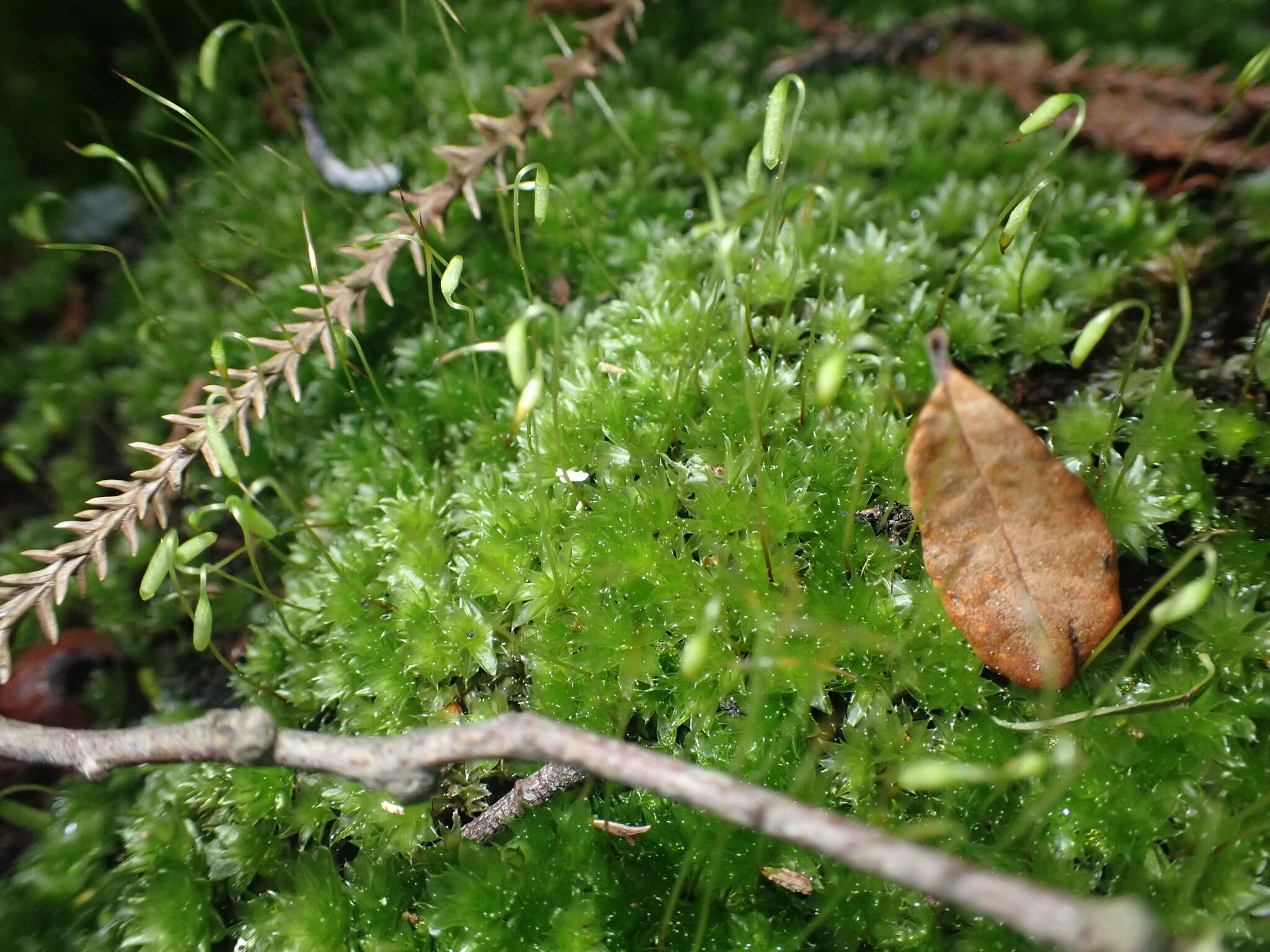 Image of Rosulabryum subtomentosum Spence 1996