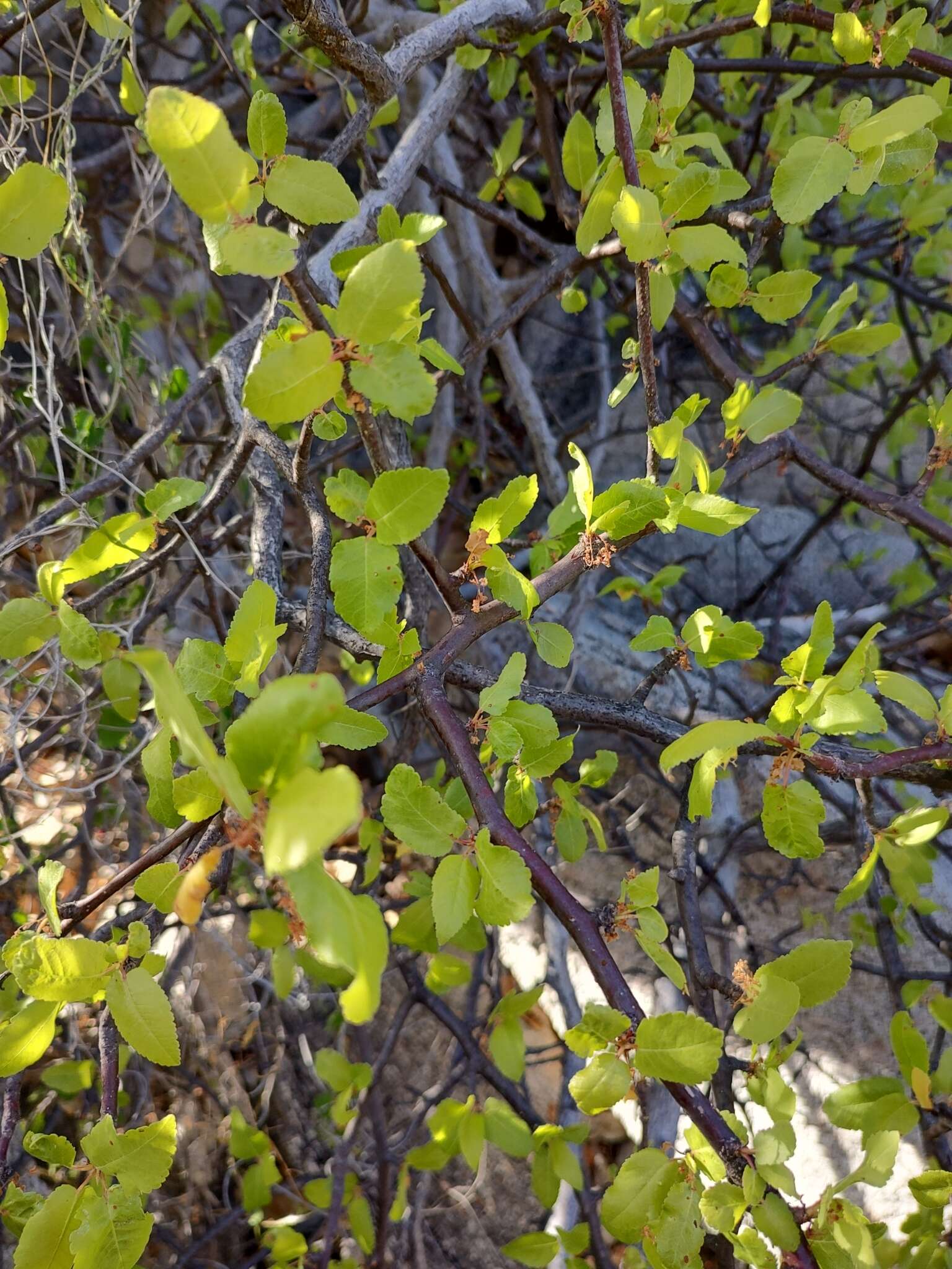 Image de Bursera rupicola León de la Luz