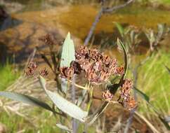 Image de Vauquelinia californica (Torr.) Sarg.