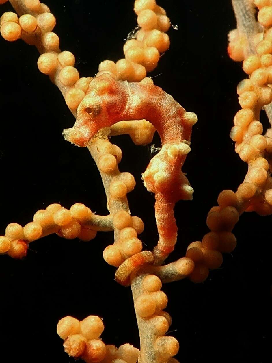 Image of Denise's Pygmy Seahorse