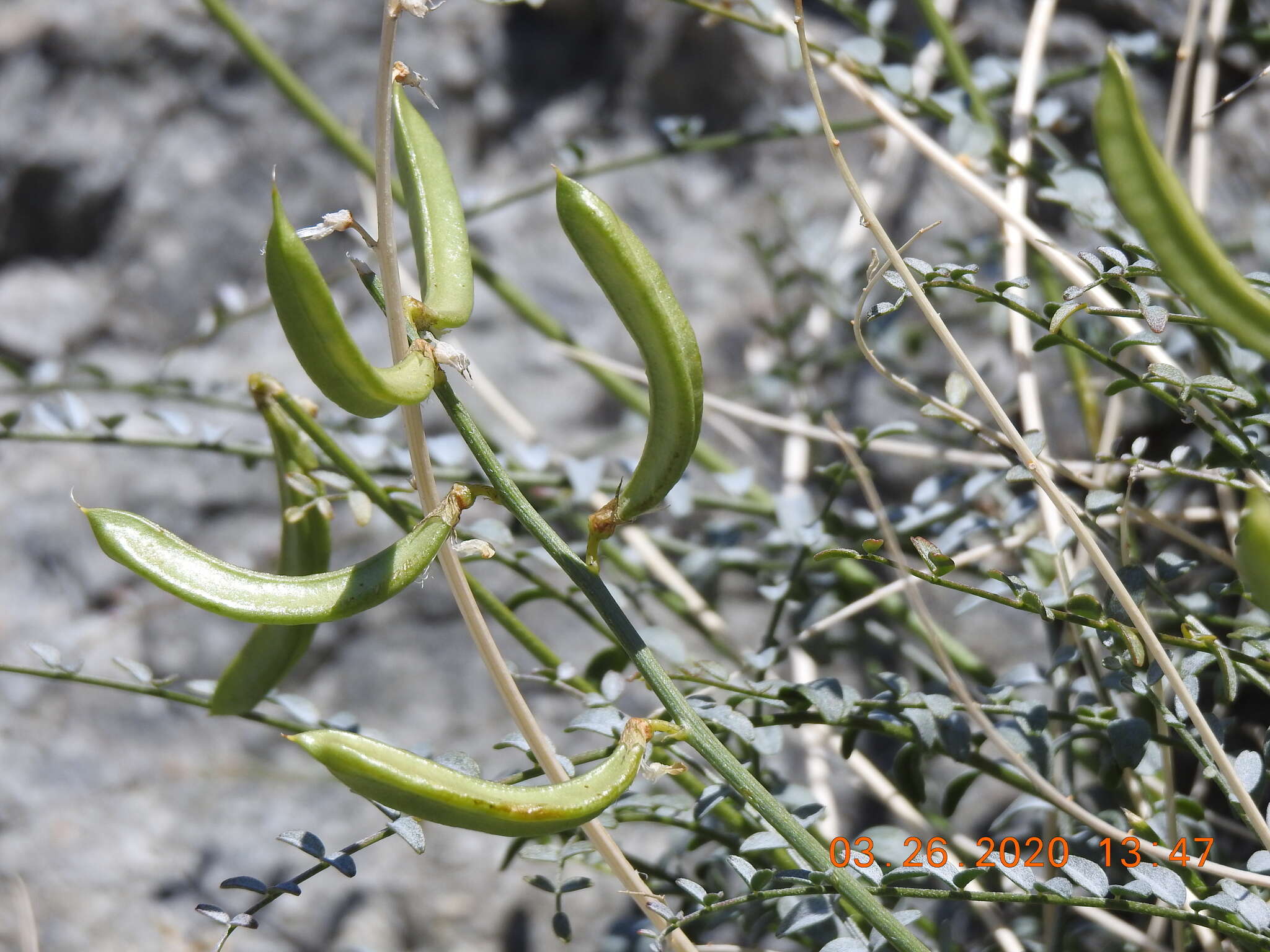 Image of triplerib milkvetch