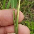 Image of longspike beardgrass