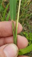 Imagem de Bothriochloa longipaniculata (Gould) Allred & Gould