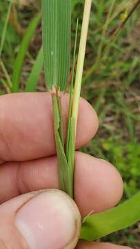 صورة Bothriochloa longipaniculata (Gould) Allred & Gould