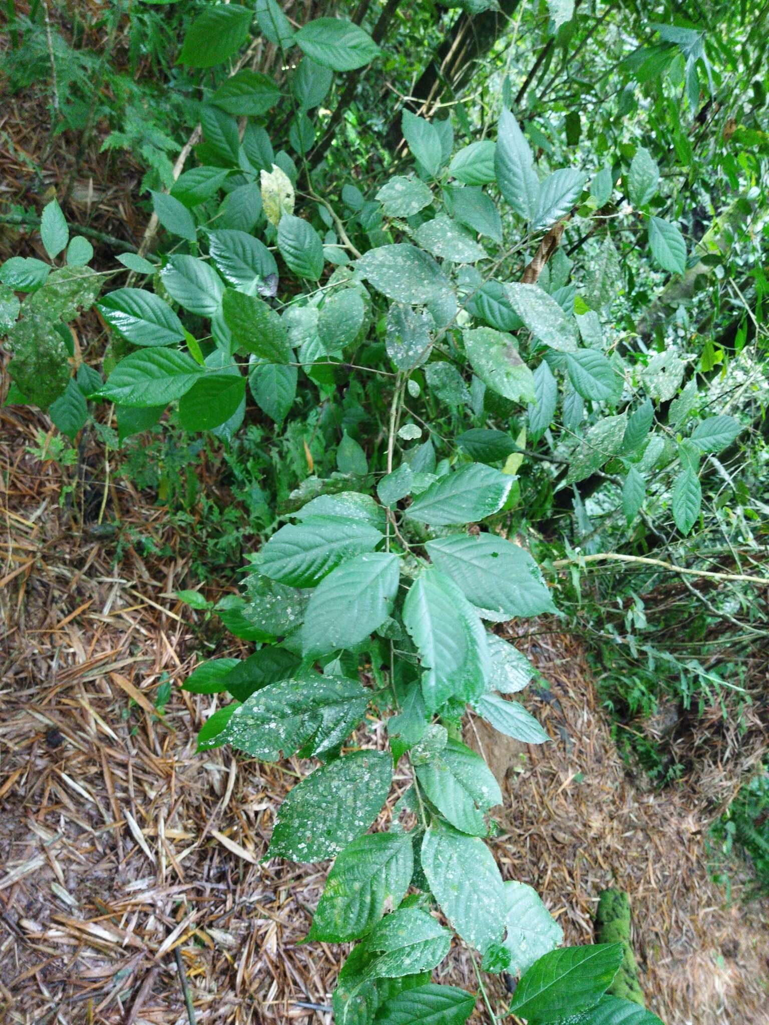 Слика од Acalypha diversifolia Jacq.