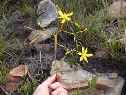 Image of Bobartia paniculata G. J. Lewis