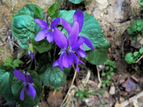 Image of <i>Viola <i>alba</i></i> ssp. alba