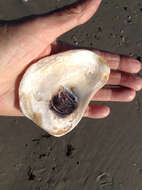 Image of Oyster