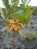 Vitex chrysomallum Steud. resmi