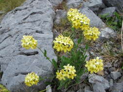 Image of Myosotis concinna Cheesem.