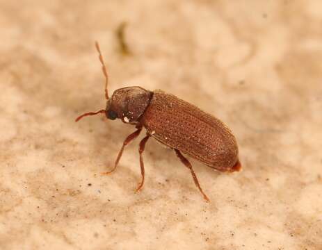 Image of furniture beetle