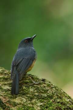 Image of Nilgiri Blue Robin