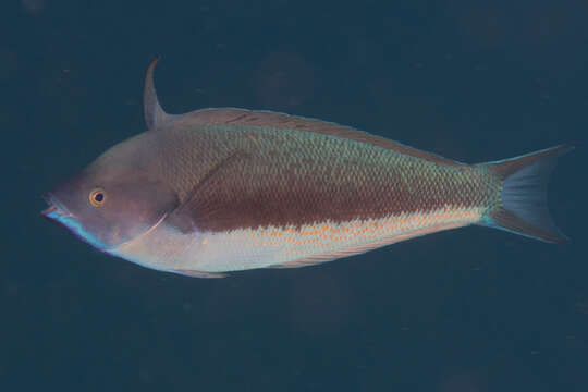 Image of Japanese wrasse