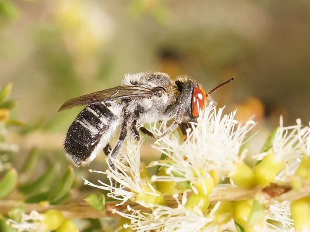 Image of Megachile aurifrons Smith 1853