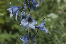 Image of Delphinium speciosum M. Bieb.