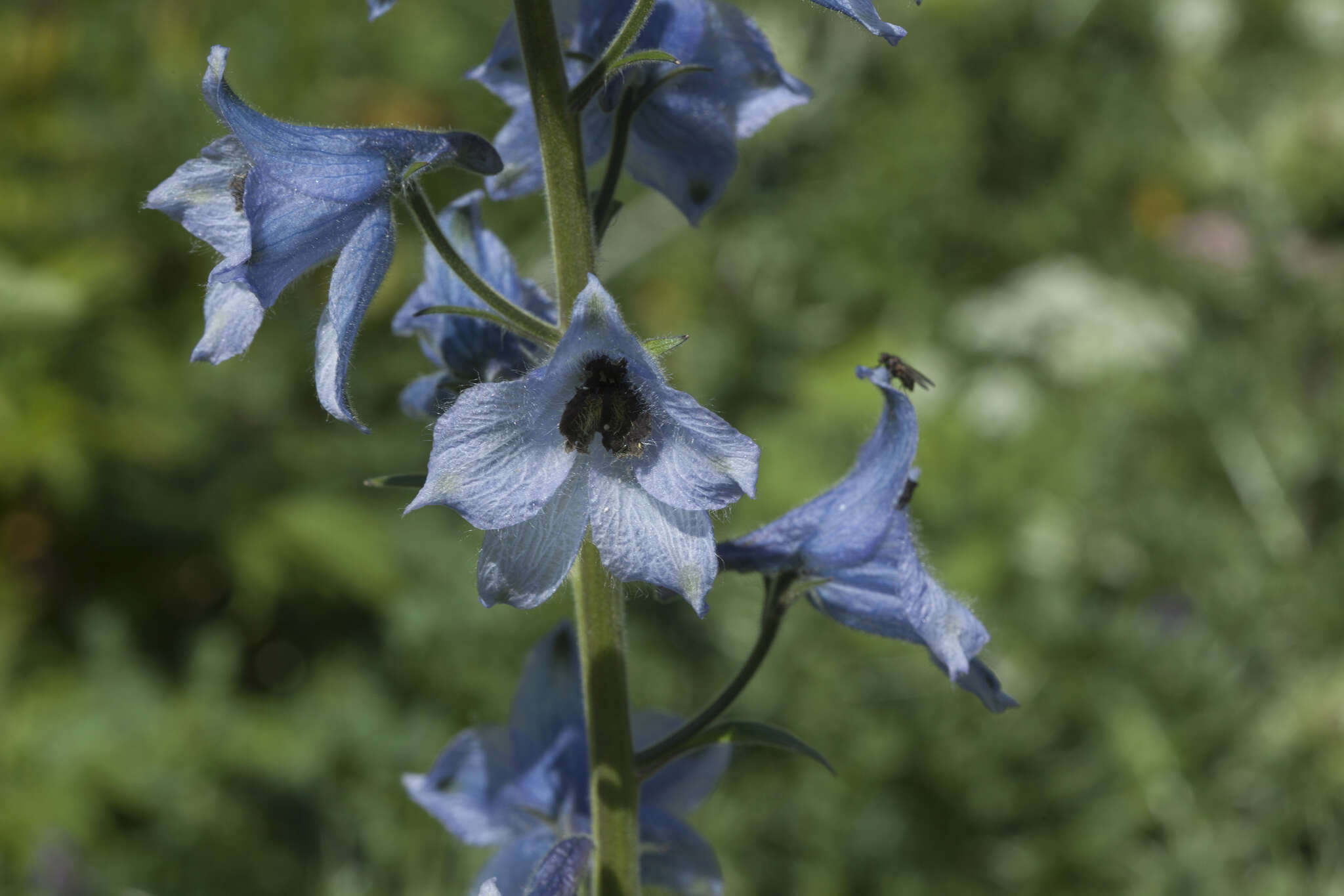 Image of Delphinium speciosum M. Bieb.