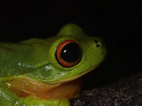 Image of Lime Treefrog