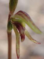 Plancia ëd Townsonia viridis (Hook. fil.) Schltr.