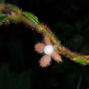 Image de Columnea parviflora C. V. Morton