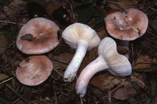 صورة Russula zvarae Velen. 1922