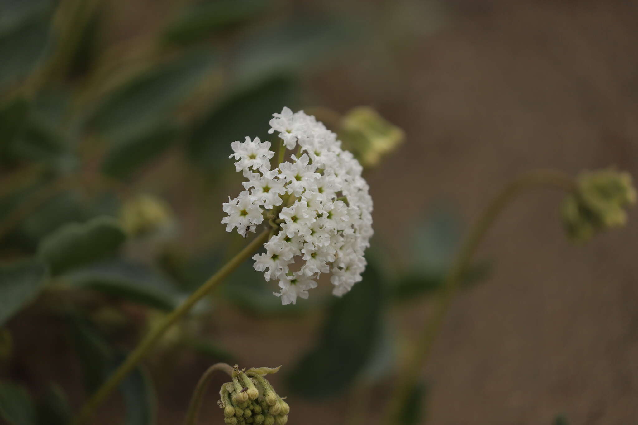 Image of white sand verbena