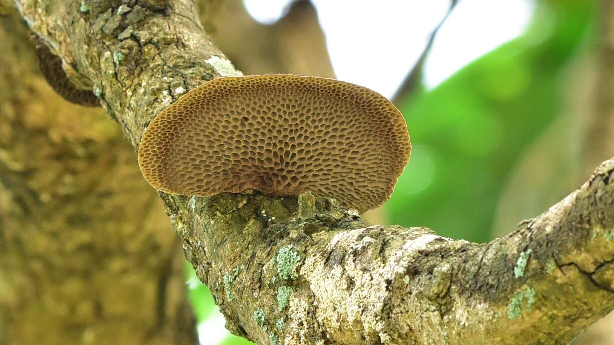 Sivun Trametes apiaria (Pers.) Zmitr., Wasser & Ezhov 2012 kuva