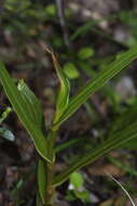 Image of Pterostylis cardiostigma D. Cooper