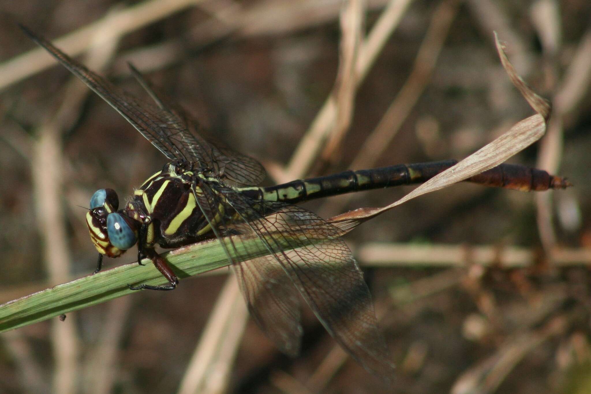 Image of Two-striped Forceptail