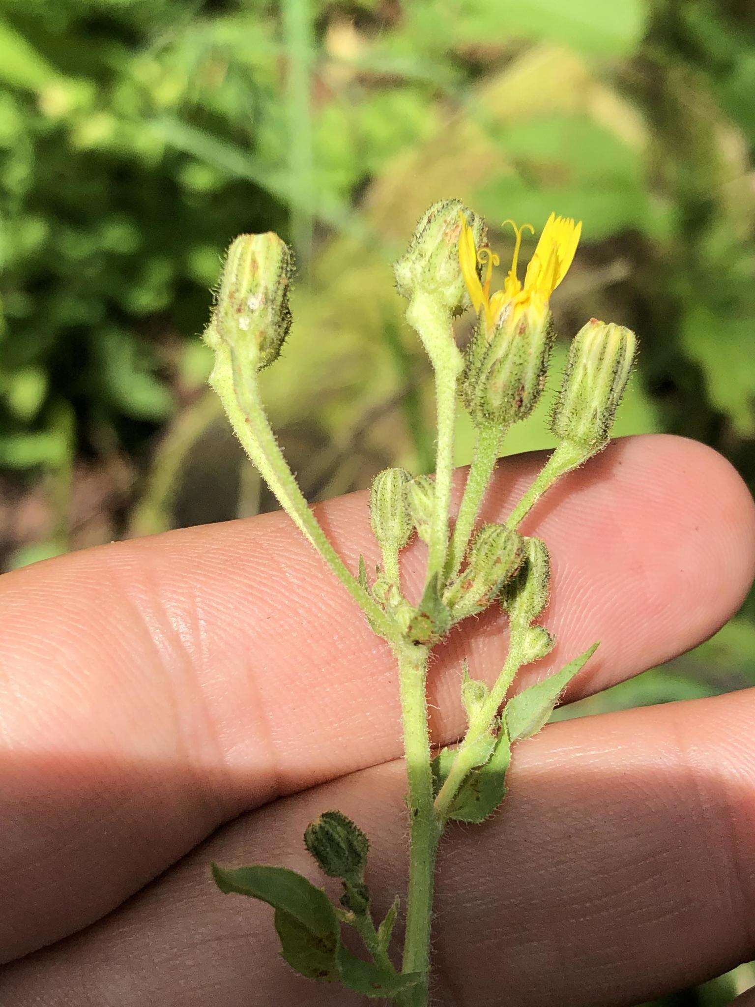 Image of Hieracium krylovii Nevski ex Krylov