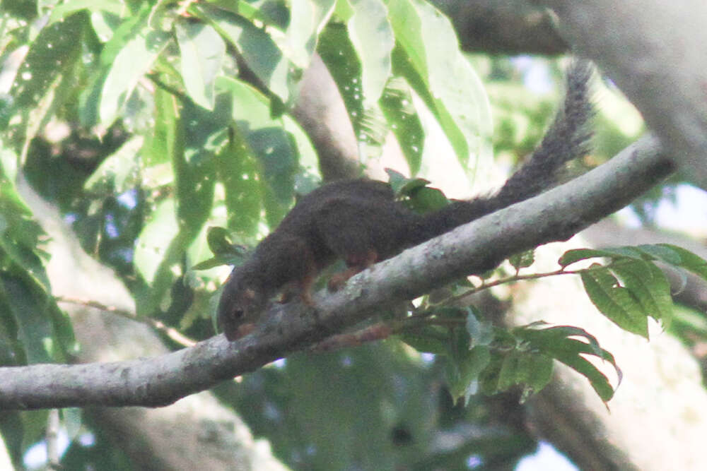 Image of Red-legged Sun Squirrel