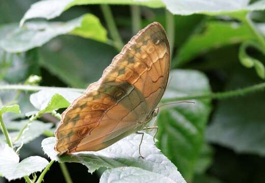 Imagem de Stichophthalma neumogeni Leech 1892