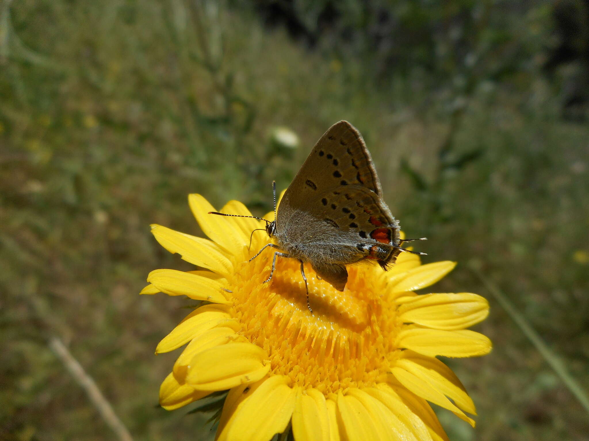 Image of California Hairstreak