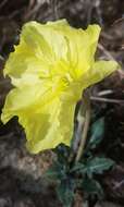 Imagem de Oenothera brachycarpa A. Gray