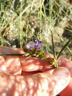 Image of Psoralea ensifolia (Houtt.) Merr.