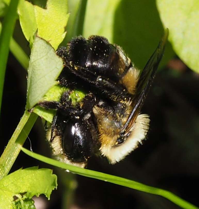 Imagem de Osmia bucephala Cresson 1864