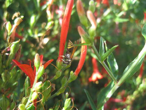 Image of Mexican Honey Wasp