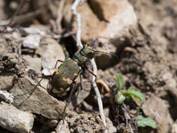 Image of Cicindela (Cicindela) sylvicola Dejean 1822