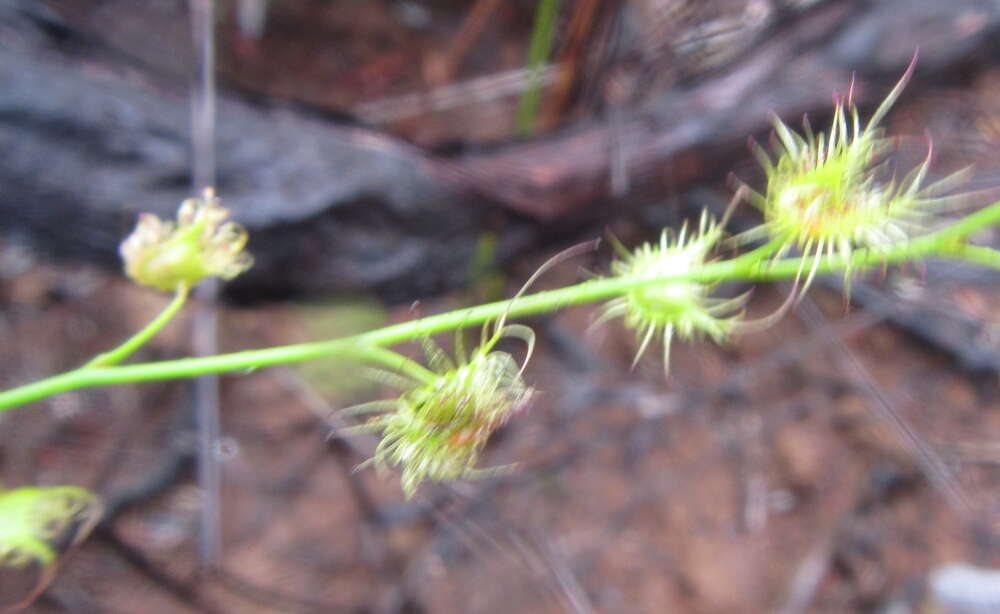 Drosera gunniana的圖片