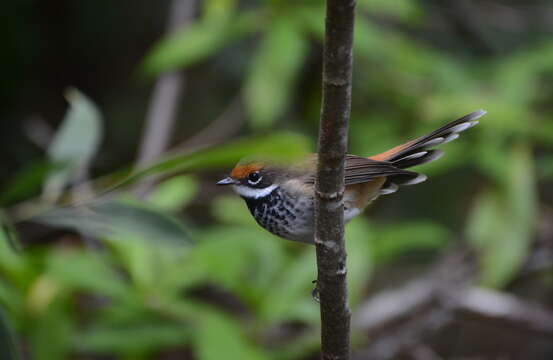 Image of Rufous Fantail