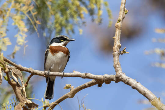 صورة Batis molitor palliditergum Clancey 1955