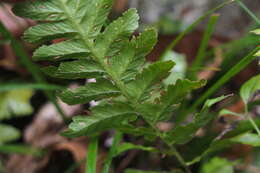 Image of Deparia conilii (Franch. & Sav.) M. Kato