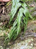 Image of Asplenium wrightii Eaton ex Hook.