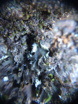 Image of leptochidium lichen