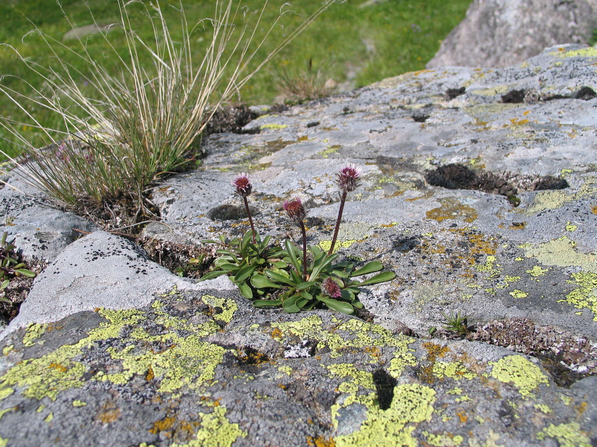Image of alpine fleabane