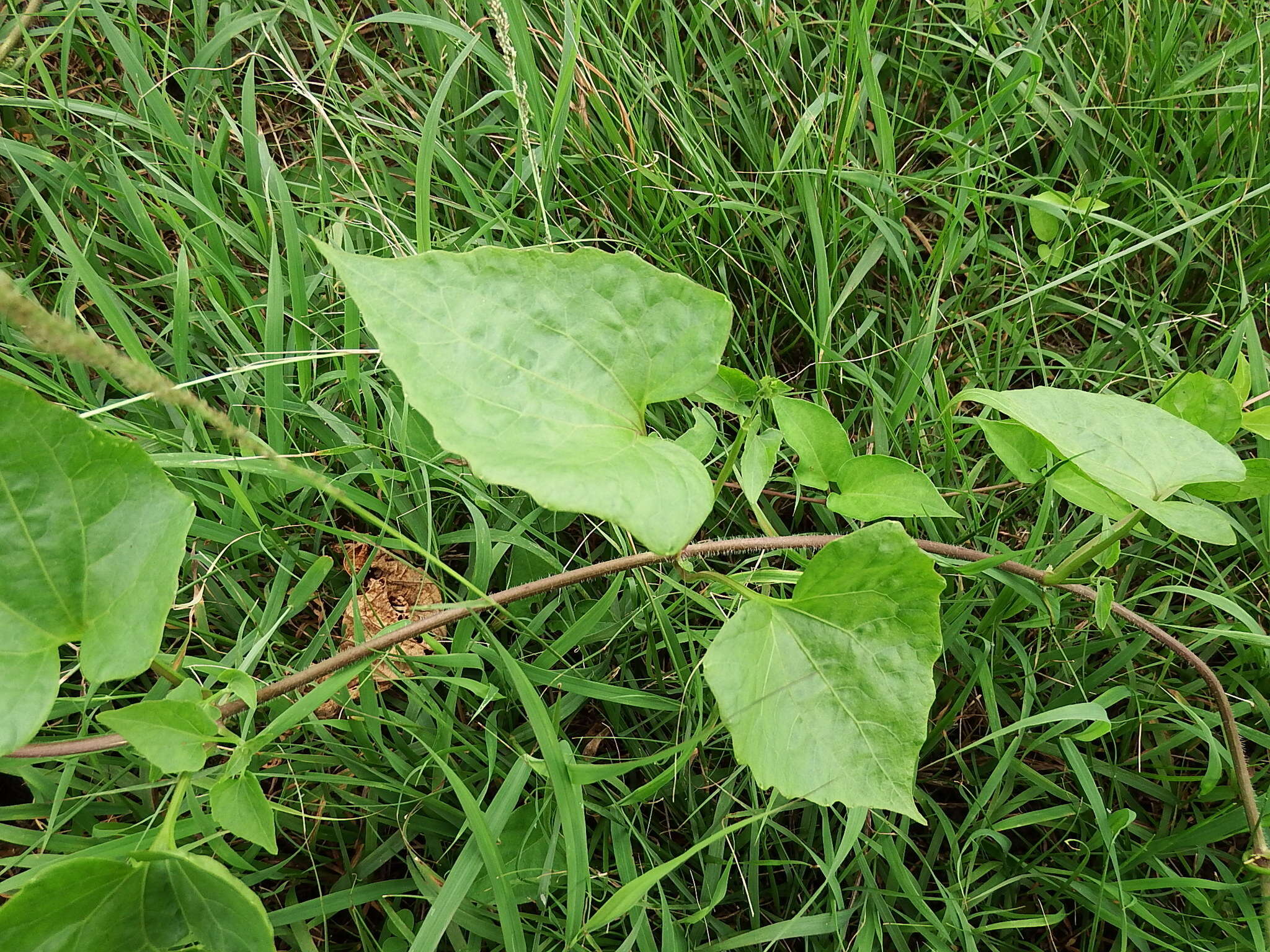 Mikania micrantha Kunth resmi