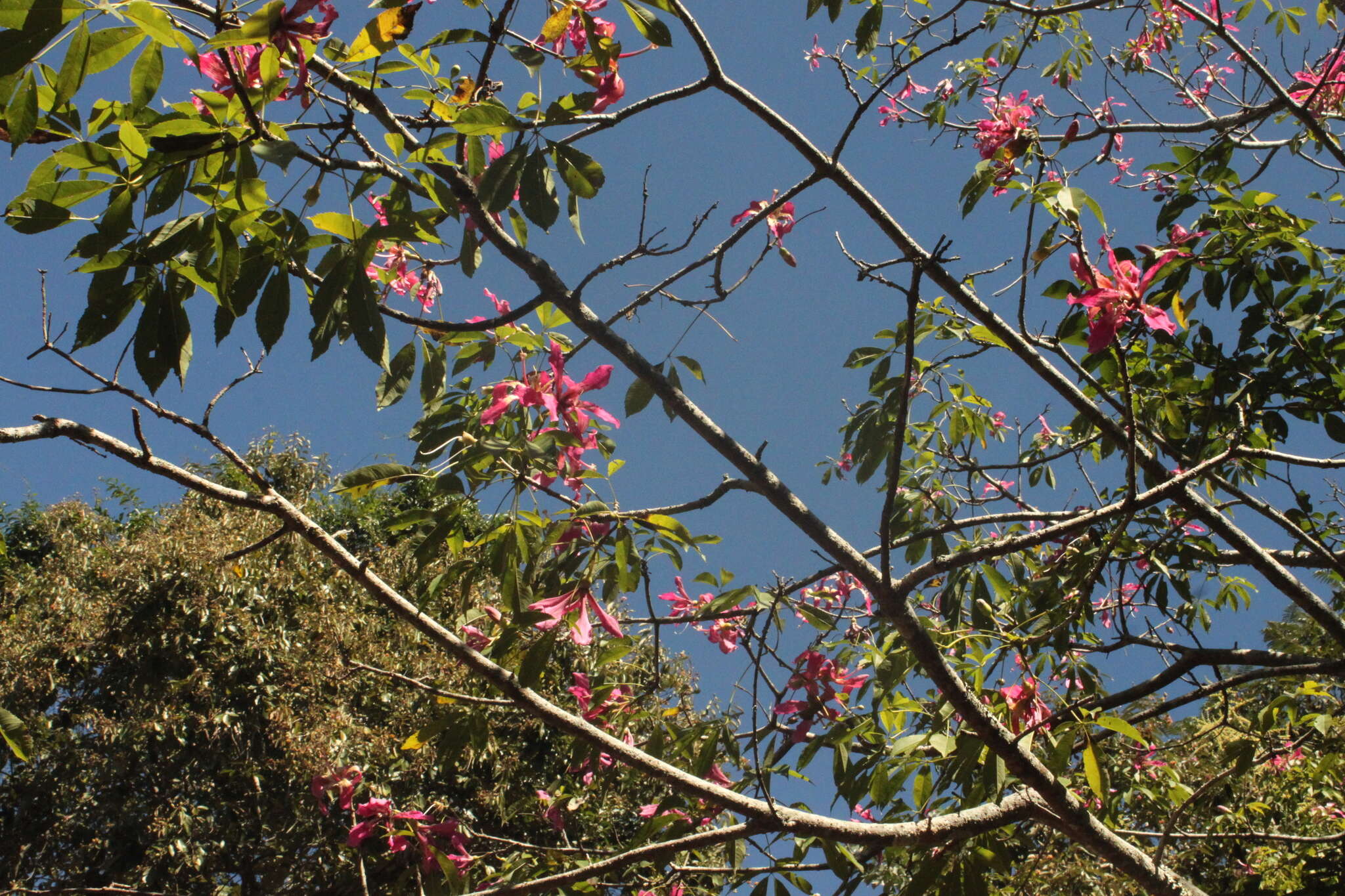 Image de Ceiba speciosa (A. St.-Hil., A. Juss. & Cambess.) P. Ravenna