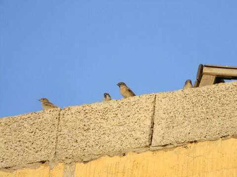 Imagem de Passer domesticus tingitanus Loche 1867