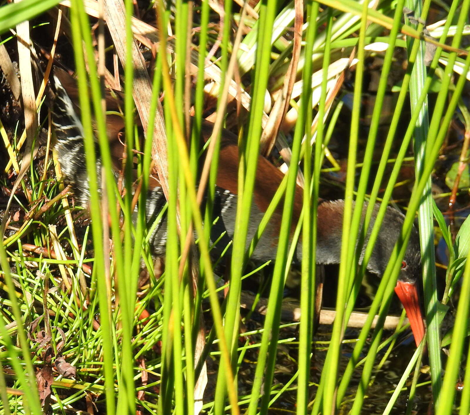 Image of African Rail